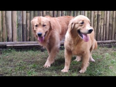 super golden retrievier breeding