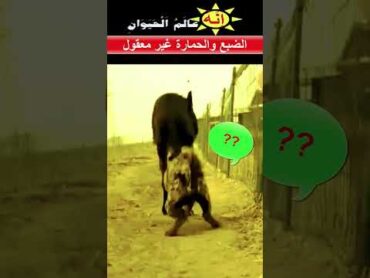 اثنان ضبع وحمارة يفعلان شئ غير  متوقع !!