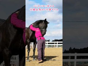 ベッタベタに甘える元競走馬が可愛すぎる 馬 引退馬 動物 shorts