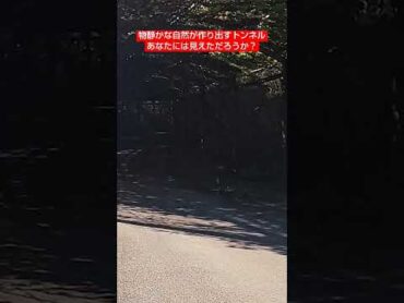 トンネルをみつけた(前編) 心霊 怖い 恐怖 スポット トンネル 廃墟 神社 城跡 mystery 謎 不思議 mystical fantastical