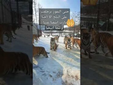 نمور تلعب وتتزحلق على الثلج😂 حيوانات animals