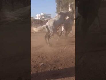 شراشة الخيل غيورة