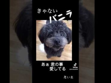 【 再投稿 きゃない バニラ 】 歌詞付き  犬 かわいい犬 犬のいる生活 ポメプー