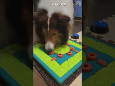 ごはんは無し？なら〇〇で遊びたい【会話ボタンでしゃべる犬】 shorts dog