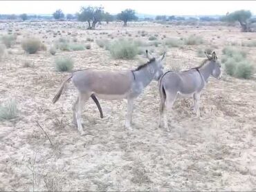 donkey mating