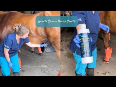 How to Clean a Horses Sheath