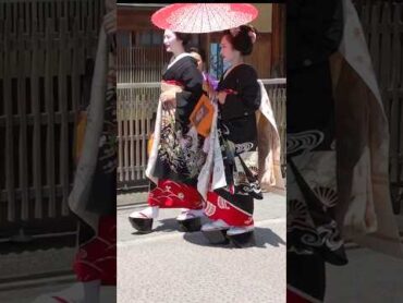 真夏の祇園 黒紋付きの舞妓さん maiko kyoto