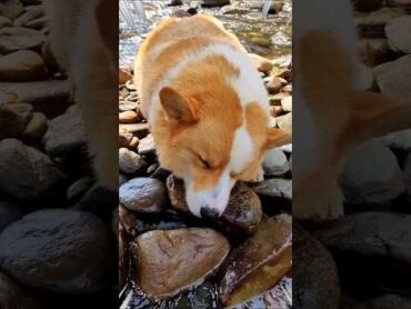 コーギーさん見て癒されたら寝ろｗｗｗ 動物 コーギー 犬