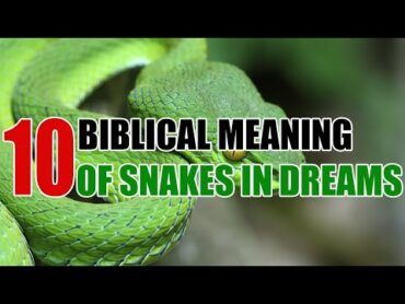 Biblical Meaning of Snakes In Dreams  Sign Meaning