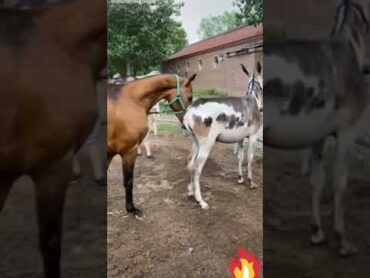 تزاوج حصان وحمارة  horse mating