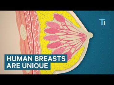 Why Are Human Breasts So Big?