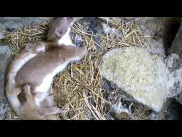 Two Weasels Mating  Discover Wildlife  Robert E Fuller