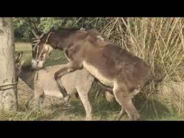 African Donkey Making Sex