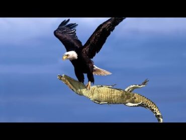 The Best Of Eagle Attacks 2018  Most Amazing Moments Of Wild Animal Fights! Wild Discovery Animals