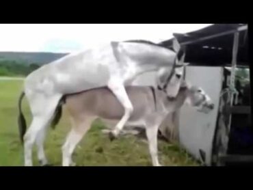 Donkeys are Amazing  Donkey mating