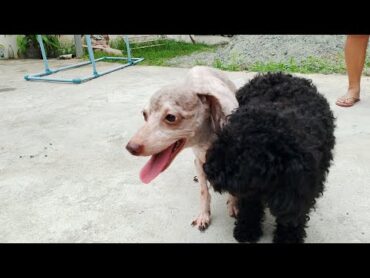 NO NEED SHOOTER  BANE SILVER PHANTOM POODLE DOG MATING