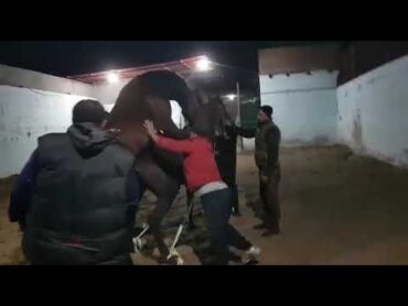 زواج خيول عربى بأسلوب طبيعي  رشدان السامر Arabian horse natural mating