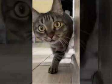 القطه الكيوتالقطه الصغيرةالقطه وصاحبها🐈🎋😂🤡 funny memes duet comedy cat كوميديا