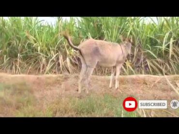 Donkey Mating First time Animals mating New compilation / Donkey Mating  تزاوج الحمير تزاوج الح