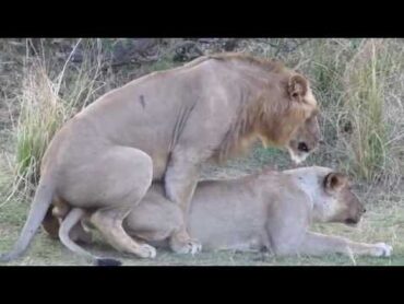 Lion sex: you won&39;t believe the noises they make! Mating & orgasm (just like humans!)