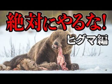 ヒグマに遭遇したら...