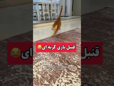 لوسی سخنگوعاشق قنبل بازیه😂حتمابقیه قسمتاشم ببینید😂 funpets cat catlover kitten straycat