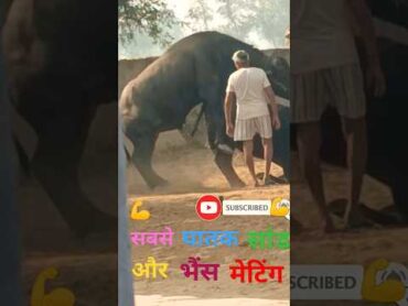 bull jumping and mating Shorts 😃😃 video//village animals reaction