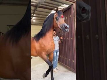 فحل من الأب العالمي وادي الشقب 😍 خيل arabianhorseworld الحصان العربي horse arabichorse الخيل