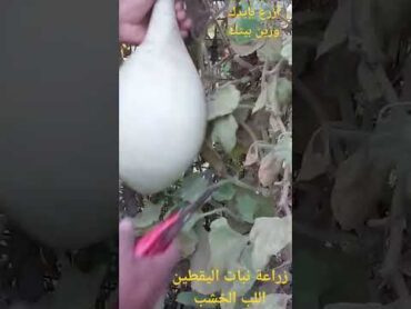 زراعه نبات اليقطين او لب الخشب في المنزل