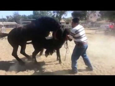 huge Horse Mating  vary Small Mare Animal Mating