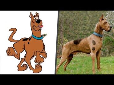 شخصيات سكوبي دو في الحقيقة/Scooby Doo characters in Real Life