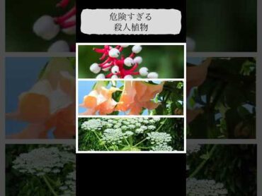 【殺人植物】危険すぎる植物三選