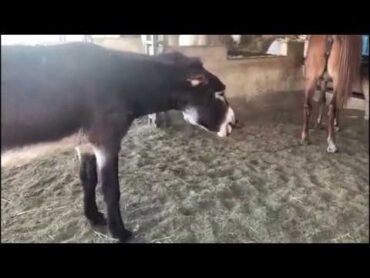 Donkey meeting first time try in village