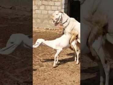 shorts goat mating