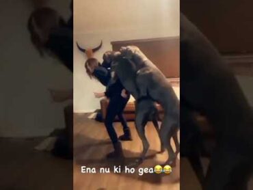 رقص كلاب مع امرة Dog dancing with a woman