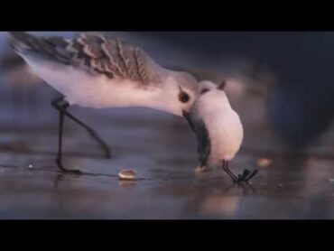 Piper  Nuevo corto de Pixar Animation Studios