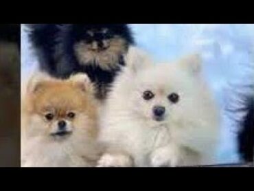 كلاب بومرينيان الجميله  Beautiful Pomeranian dogs          animals dog كلب كيوت