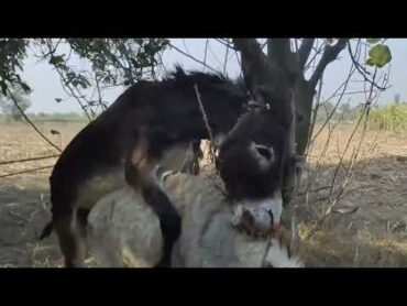 Donkey mating