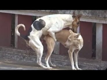 Horse Mating Donkey  Donkeys Breeding  Animals Mating Compilation👌👌👌👌👌👌👌👌👍👈