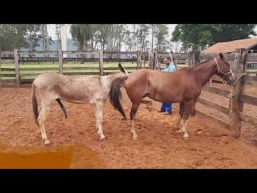 Mating donkey with horse