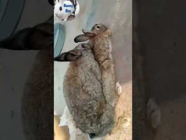 mating animal bunny farming rabbit love shorts