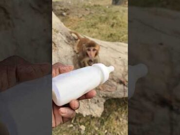 bandar ka bachcha dudhu pita 🍼🐵monkeyvideo bandar monkey 0783