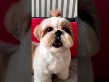 shihtzu Dog Barking ShihTzu barking dogs shihtzupuppies