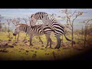 zebras Mating