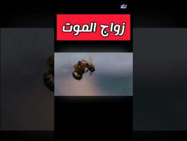 تزاوج ملكة النحل 😨 معلومات حيوانات