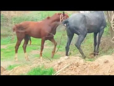 Horse Mating Donkey  Donkeys Breeding  Animals Mating Compilation 2024