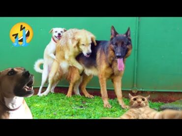 best funny cats and dogs video 2024😆 جفت گیری سگ و انسان