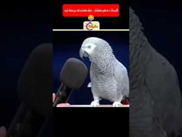 الببغاء ده هيدهشك .. مش هتصدق بيعمل إيه 😂