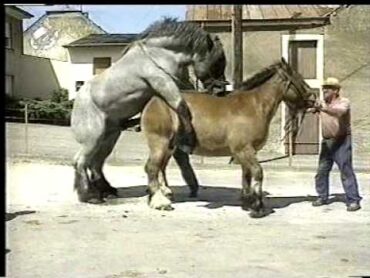 Drafthorse mating.mpg