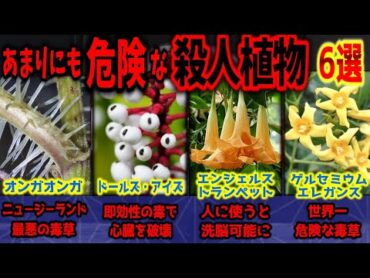 【世界最強の毒草】閲覧注意！あまりにも危険な○人植物 6選【ゆっくり解説】